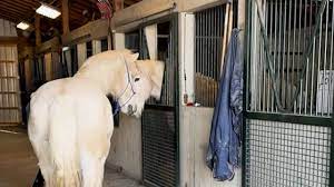 Friends reunited! Lonely horse gets back together with bestie
