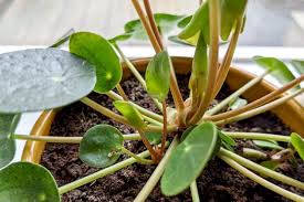 Image result for Pilea angolensis