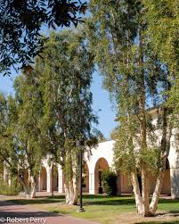 Image result for Melaleuca quinquenervia