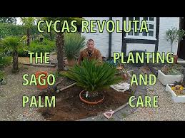 Image result for Cycas