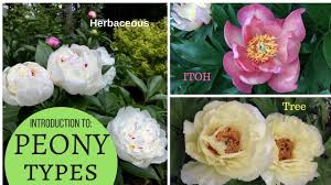 The peony gardens has been selling herbaceous and tree peonies to the new zealand public and to australia, america and europe for years. A Basic Introduction To Peonies Herbaceous Peony Tree Peony Intersectional Itoh Youtube