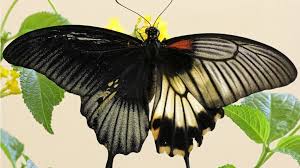 Half And Half Male Female Great Mormon Butterfly Emerges Butterfly Hatching Butterfly Float Like A Butterfly