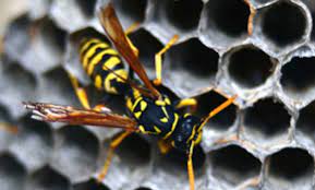 Grand rapids, michigan pest control. Top 10 Best Pest Exterminators In Grand Haven Mi Angi