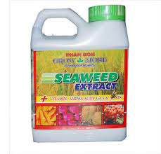 Seaweed extract is designed for use in skincare products created to deal with the excess of life caused by diet and lifestyle. Phan Bon La Grow More Root Plex Seaweed Extract Chiáº¿t Xuáº¥t Tá»« Rong Biá»ƒn Usa 100 500ml 1 Lit Phan Bon ThÆ°Æ¡ng Hiá»‡u Grow More Sieuthicholon Com
