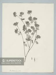 Image result for Smithia