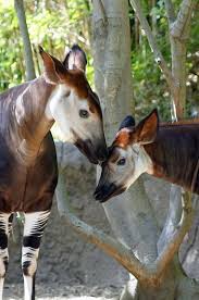Okapi 4 Grinch Bizarre Animals Okapi Animals Beautiful