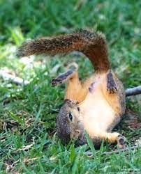 Ardilla Squirrel Pictures Animals Friends Animals