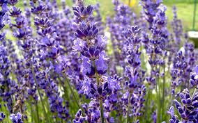 Wie die meisten gehölze und stauden kann lavendel im topf von frühjahr bis herbst gepflanzt werden. Lavendel Cecilia Pflanze Lavendel Labkraut Lungenkraut Pflanzen Saatgut Ruhlemann S Krauter Und Duftpflanzen
