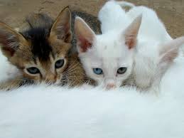 Check spelling or type a new query. Cats Drinking Milk Cat Face Cat S Free Photo On Pixabay