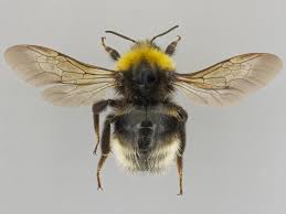 Image result for Bombus flavidus