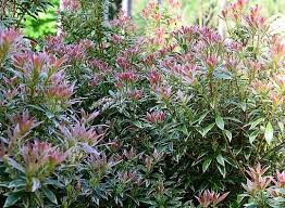 Image result for Pieris japonský little heath obrázek