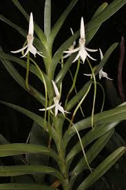 Image result for Jumellea