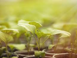 Cacti also have evolved to use the stems as the main photosynthetic organs, for synthesizing sugars, rather than using leaves. Basics Of Photosynthesis Pro Mix Greenhouse Growing