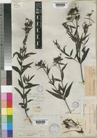 Image result for Conostomium natalense