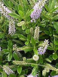 Image result for shrubby veronica hebe