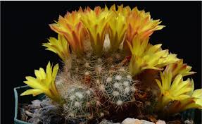 Shortly after, a legislature dubbed cactus jack, nominated the pear cactus for its hardiness and strength. Those Yellow Flowered Mammillaria