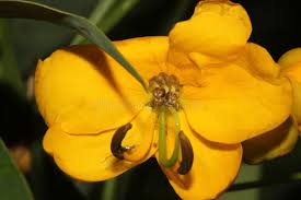 Image result for Senna floribunda