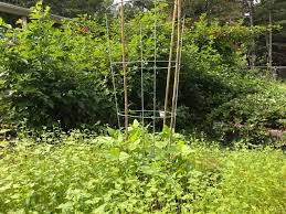 Add the pepper flakes or hot pepper now add the greens, tomatoes, pepper flakes, if using, and the remaining garlic. 10 Creative And Practical Uses For Tomato Cages Gardensall