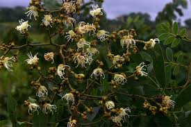 Image result for Julbernardia