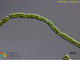 Image result for Peponium sp. A