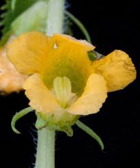 Image result for Alectra sessiliflora