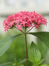 Image result for Pentas