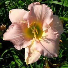 Pink with a small darker pink eye and a big yellow to green throat. Pin On Daylilies Galore At Gardens Plus