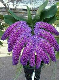 Foxtail Orchid Orchid Flower Unusual Flowers Beautiful Orchids