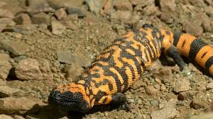 Some desert lizards eat fruit but none of them grow fruit. Gila Monster San Diego Zoo Animals Plants