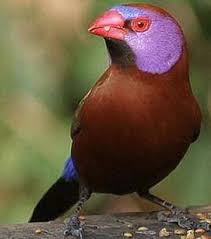 Finch Very Small Birds Of South Africa Violet Eared Waxbill Southafrica Beautiful Birds Pet Birds South African Birds