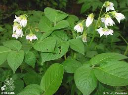 Image result for Solanum tuberosum