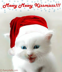 Cats Way Of Saying Merry Christmas Christmas Kitten Christmas Cats Good Morning Cat