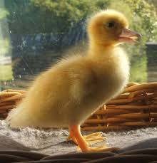 Raising Muscovy Ducks The Hedgecombers