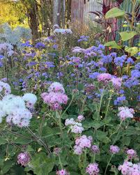 Image result for Ageratum houstonianum