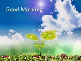 Hd Good Morning Flowers Free Good Morning Images Good Morning Nature Good Morning Photos