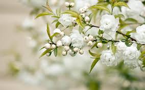 Looking for the best wallpapers? White Flowers High Definition
