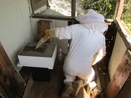 This means that the recruiter bee has chose this particular spot to build their honey comb. How To Remove Bees From A Wall Root Simple