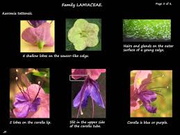 Image result for Karomia tettensis