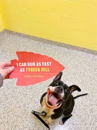 Pug rescue organization servicing kansas & missouri. Chiefs Player Pays It Forward For Shelter Animals After Super Bowl Win Abc News