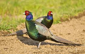 Page Not Found The Lovely Planet National Bird Of Japan Pet Birds Pheasant Hunting