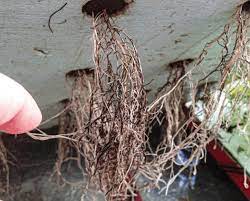 Check spelling or type a new query. Pythium Root Rot On Hydroponically Grown Basil And Spinach Produce Grower