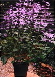 Image result for Plectranthus swynnertonii