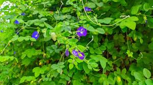 Image result for Clitoria