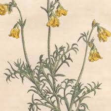 Image result for Hermannia