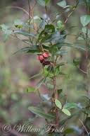 Image result for Ochna natalitia