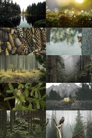Skogsra Aesthetic Wallpapers Aesthetic Collage Nature Photography