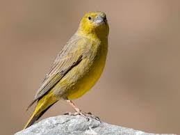 They're even more common in pennsylvania, and here in the west chester area they are much more brazen. Greenish Yellow Finch Sicalis Olivascens Birds Of The World