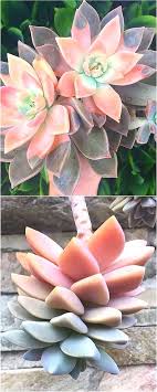 Antique Garden Ornaments Ebay Wyevale Garden Centres In Cornwall Simple Garden Fence Ideas Indoor Gardening Kits Succulent Landscaping Plants Succulents