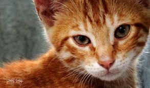 Kedi Kediler Cat Cats Pets Canonturkiye Canon Canon550d Photography Portre Portrait Hayvanlar Hayvan Kedi