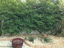 See full list on thespruce.com Magnolia Jane In The Summer Garden Sanity By Pet Scribbles